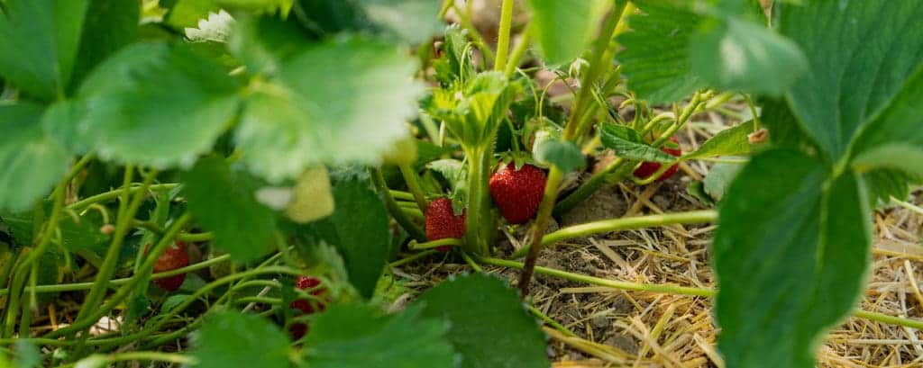 Reife Erdbeeren